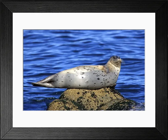 Framed Print : Harbour seal (Phoca vitulina), adult, rock, water, sea, resting, relaxed, Monterey, California, USA, North America Framed Print : Harbour seal (Phoca vitulina), adult, rock, water, sea, resting, relaxed, Monterey, California, USA, North America