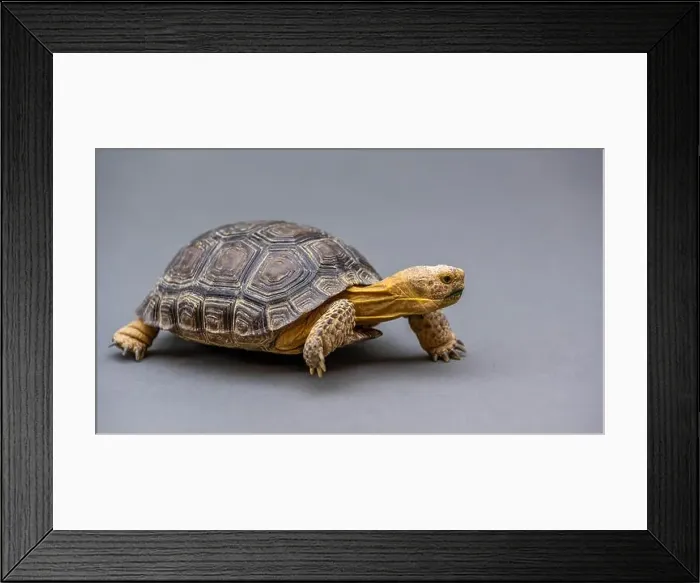 Framed Print : A Desert Tortoise in Tucson, Arizona Framed Print : A Desert Tortoise in Tucson, Arizona