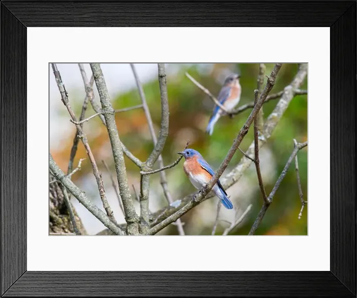Framed Print : Bluebird sits perched on a branch next to it's nest Framed Print : Bluebird sits perched on a branch next to it's nest