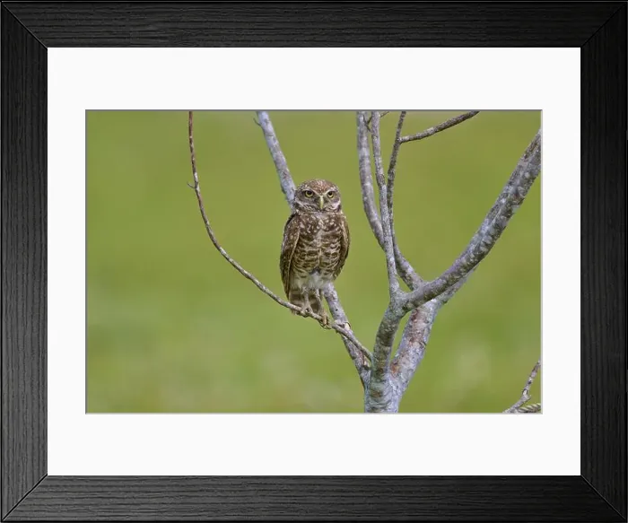 Framed Print : Burrowing owl (Speotyto cunicularia) Framed Print : Burrowing owl (Speotyto cunicularia)