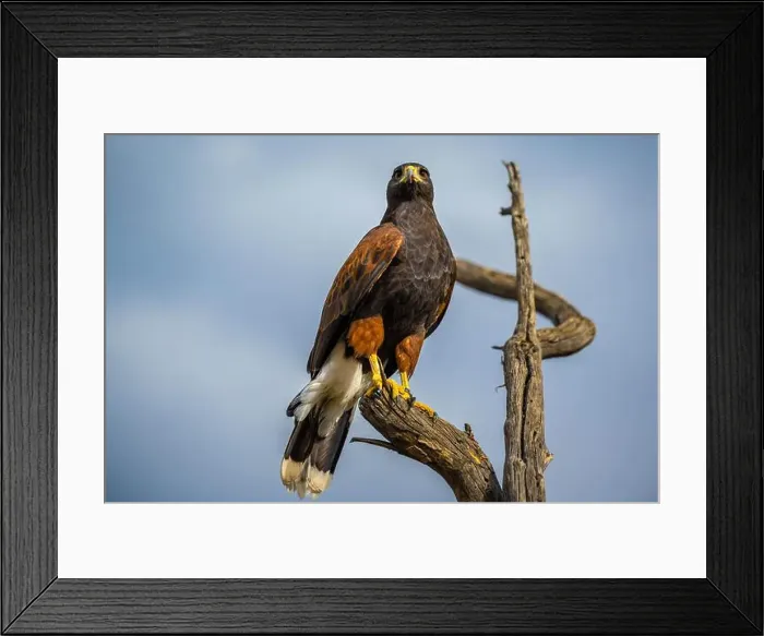 Framed Print : A dark brown Harris Hawk in Tucson, Arizona Framed Print : A dark brown Harris Hawk in Tucson, Arizona