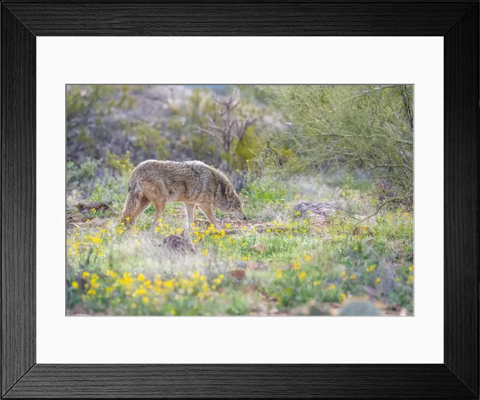 Framed Print : A Mexican Gray Wolf in Tucson, Arizona Framed Print : A Mexican Gray Wolf in Tucson, Arizona