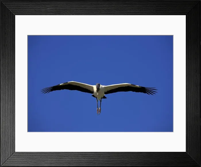 Framed Print : Wood stork (Mycteria americana), adult, flying, Florida, USA, North America Framed Print : Wood stork (Mycteria americana), adult, flying, Florida, USA, North America
