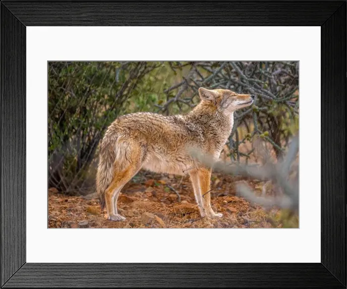 Framed Print : A Desert Coyote in Tucson, Arizona Framed Print : A Desert Coyote in Tucson, Arizona