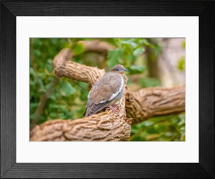 Framed Print : A White Winged Dove in Tucson, Arizona Framed Print : A White Winged Dove in Tucson, Arizona