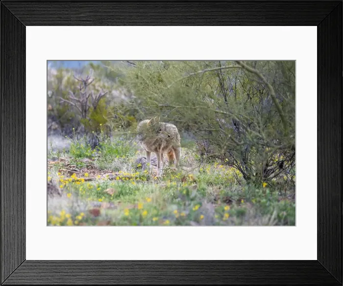 Framed Print : A Mexican Gray Wolf in Tucson, Arizona Framed Print : A Mexican Gray Wolf in Tucson, Arizona