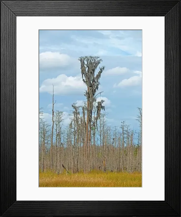 Framed Print : Massive Cypress Tree Growing High Above the Wetland in the Okefenokee National Wildlife Refuge in Georgia Framed Print : Massive Cypress Tree Growing High Above the Wetland in the Okefenokee National Wildlife Refuge in Georgia