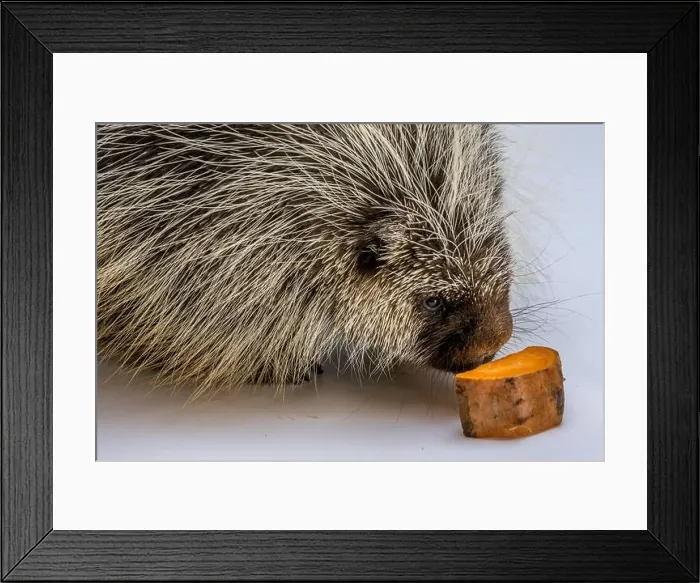 Framed Print : An American Porcupine in Tucson, Arizona Framed Print : An American Porcupine in Tucson, Arizona