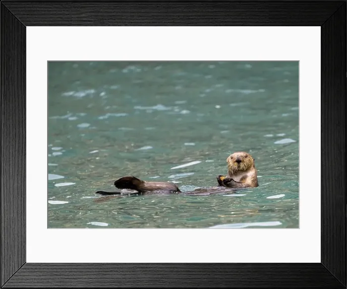 Framed Print : A sea otter (Enhydra lutris) swims on the water and looks into the camera, Seward, Alaska, USA, North America Framed Print : A sea otter (Enhydra lutris) swims on the water and looks into the camera, Seward, Alaska, USA, North America