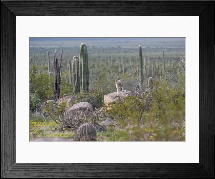 Framed Print : A Mexican Gray Wolf in Tucson, Arizona Framed Print : A Mexican Gray Wolf in Tucson, Arizona
