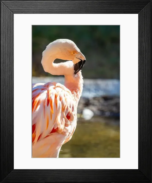 Framed Print : A group of Chilean Flamingoes in Tucson, Arizona Framed Print : A group of Chilean Flamingoes in Tucson, Arizona