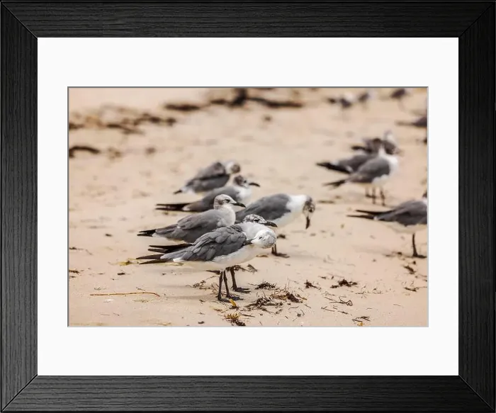Framed Print : Group of seagulls resting on sandy beach, preening feathers, with seaweed scattered around. USA Framed Print : Group of seagulls resting on sandy beach, preening feathers, with seaweed scattered around. USA