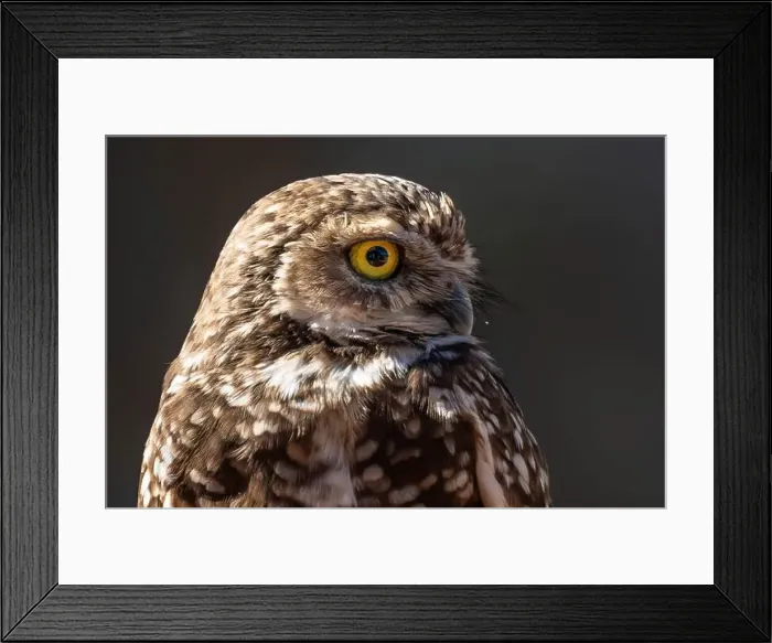 Framed Print : A Burrowing Owl in Tucson, Arizona Framed Print : A Burrowing Owl in Tucson, Arizona