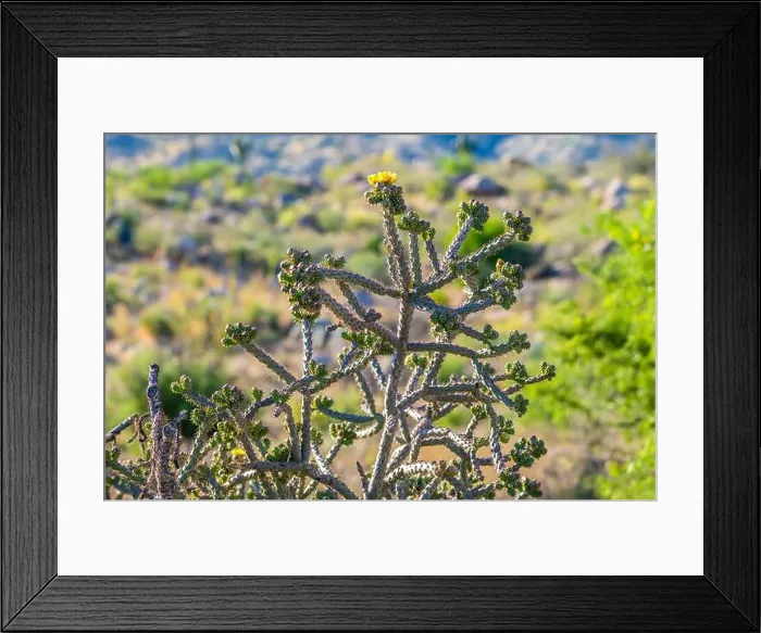 Framed Print : A flowering cactus in Tucson, Arizona Framed Print : A flowering cactus in Tucson, Arizona