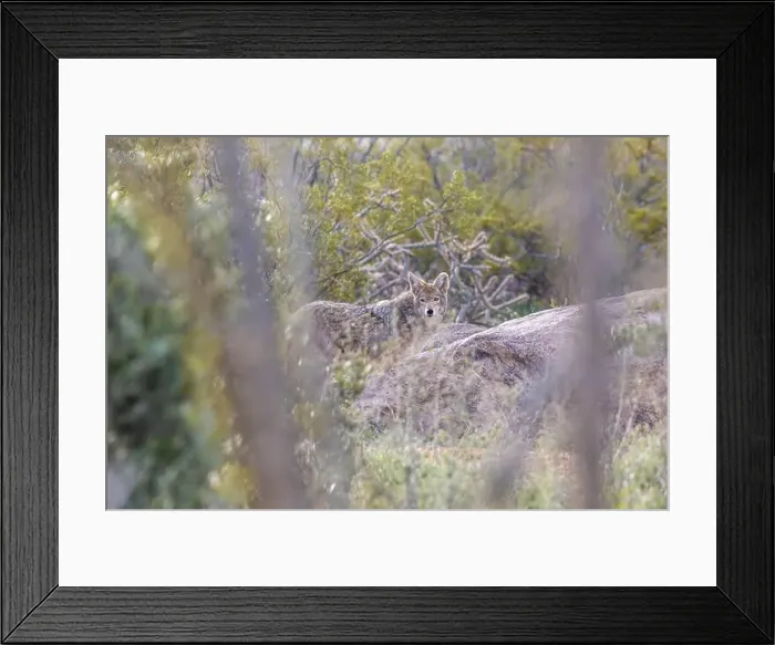 Framed Print : A Mexican Gray Wolf in Tucson, Arizona Framed Print : A Mexican Gray Wolf in Tucson, Arizona