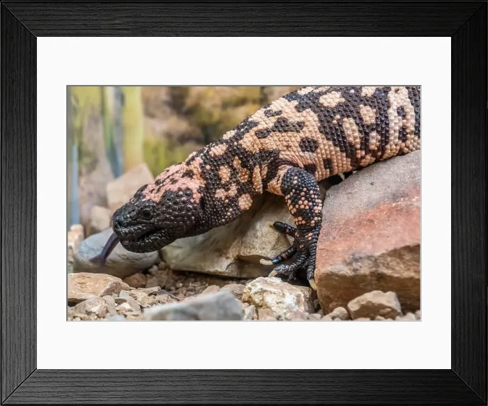 Framed Print : A Gila Monster in Tucson, Arizona Framed Print : A Gila Monster in Tucson, Arizona