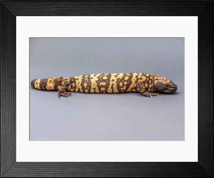 Framed Print : A Gila Monster in Tucson, Arizona Framed Print : A Gila Monster in Tucson, Arizona