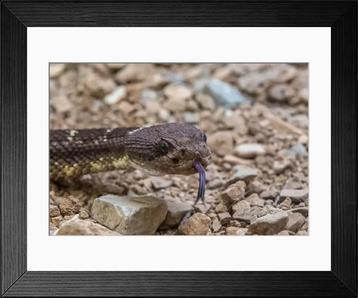 Framed Print : An Arizona Black Rattlesnake in Tucson, Arizona Framed Print : An Arizona Black Rattlesnake in Tucson, Arizona