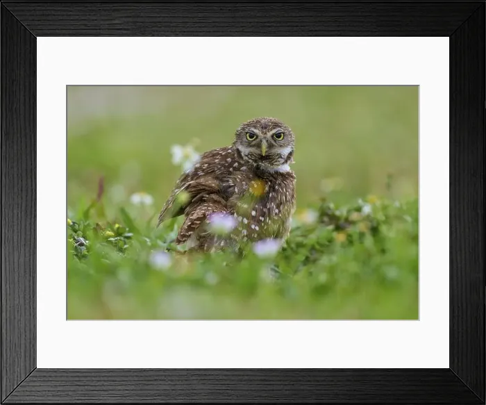 Framed Print : Burrowing owl (Speotyto cunicularia) Framed Print : Burrowing owl (Speotyto cunicularia)