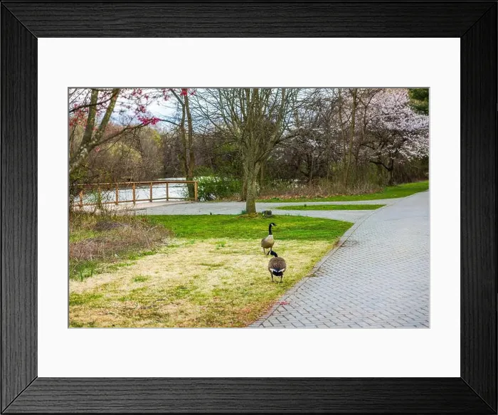 Framed Print : Two geese walking near paved path in spring park with blossoming trees and river in background. New Jersey. USA Framed Print : Two geese walking near paved path in spring park with blossoming trees and river in background. New Jersey. USA