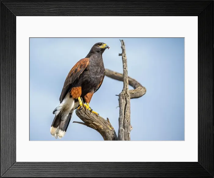 Framed Print : A dark brown Harris Hawk in Tucson, Arizona Framed Print : A dark brown Harris Hawk in Tucson, Arizona