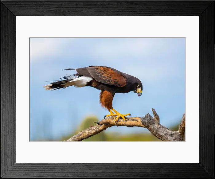 Framed Print : A dark brown Harris Hawk in Tucson, Arizona Framed Print : A dark brown Harris Hawk in Tucson, Arizona