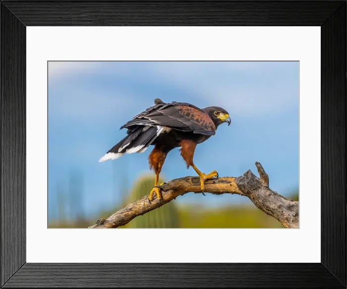 Framed Print : A dark brown Harris Hawk in Tucson, Arizona Framed Print : A dark brown Harris Hawk in Tucson, Arizona