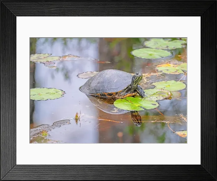 Framed Print : A Coastal Plain Cooter Turtle in a Wetland in Okefenokee National Wildlife Refuge in Georgia Framed Print : A Coastal Plain Cooter Turtle in a Wetland in Okefenokee National Wildlife Refuge in Georgia
