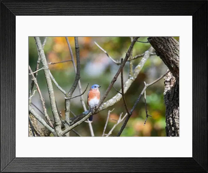 Framed Print : Bluebird sits perched on a branch next to it's nest Framed Print : Bluebird sits perched on a branch next to it's nest