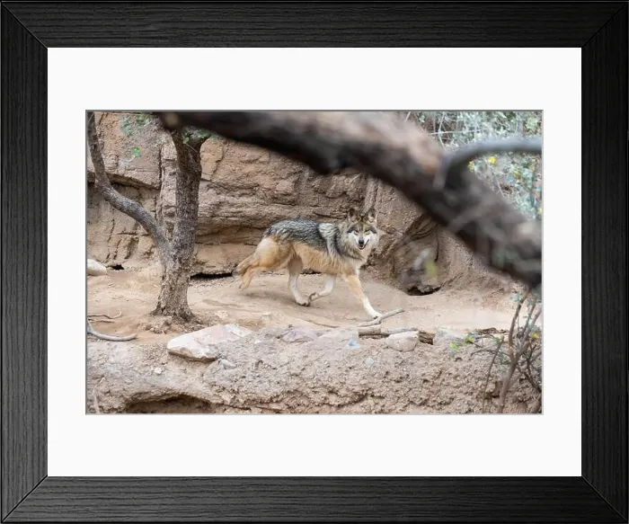 Framed Print : A Mexican Gray Wolf in Tucson, Arizona Framed Print : A Mexican Gray Wolf in Tucson, Arizona