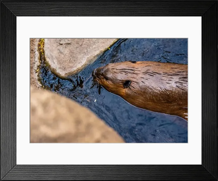 Framed Print : A Beaver in Tucson, Arizona Framed Print : A Beaver in Tucson, Arizona