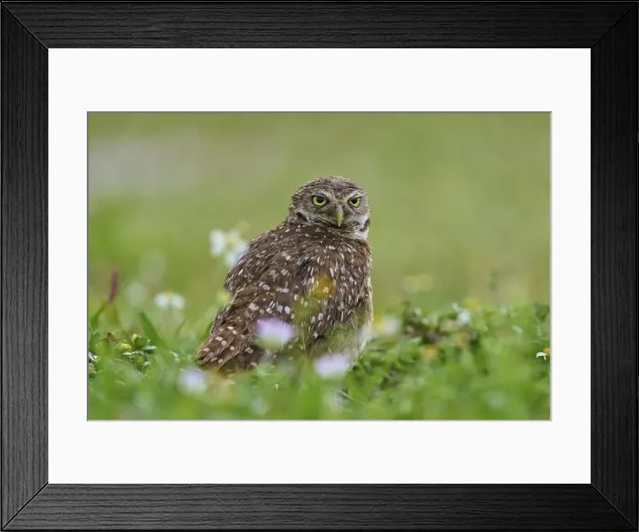 Framed Print : Burrowing owl (Speotyto cunicularia) Framed Print : Burrowing owl (Speotyto cunicularia)