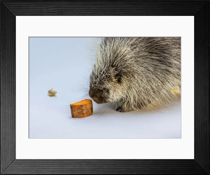 Framed Print : An American Porcupine in Tucson, Arizona Framed Print : An American Porcupine in Tucson, Arizona