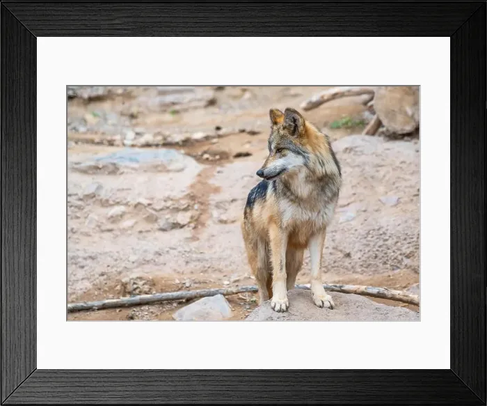 Framed Print : A Mexican Gray Wolf in Tucson, Arizona Framed Print : A Mexican Gray Wolf in Tucson, Arizona