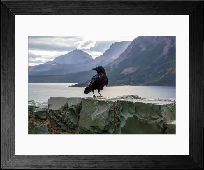 Framed Print : A Raven at Saint Mary Lake at dawn Framed Print : A Raven at Saint Mary Lake at dawn