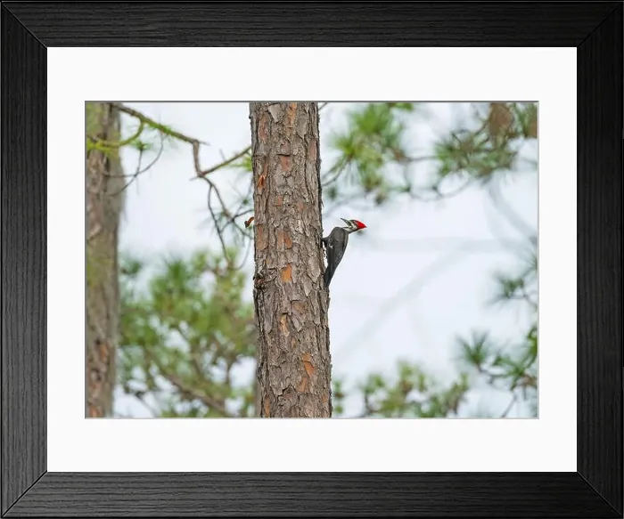 Framed Print : Pileated Woodpecker Drilling in a Pine Tree in Okefenokee National Wildlife Refuge in Georgia Framed Print : Pileated Woodpecker Drilling in a Pine Tree in Okefenokee National Wildlife Refuge in Georgia