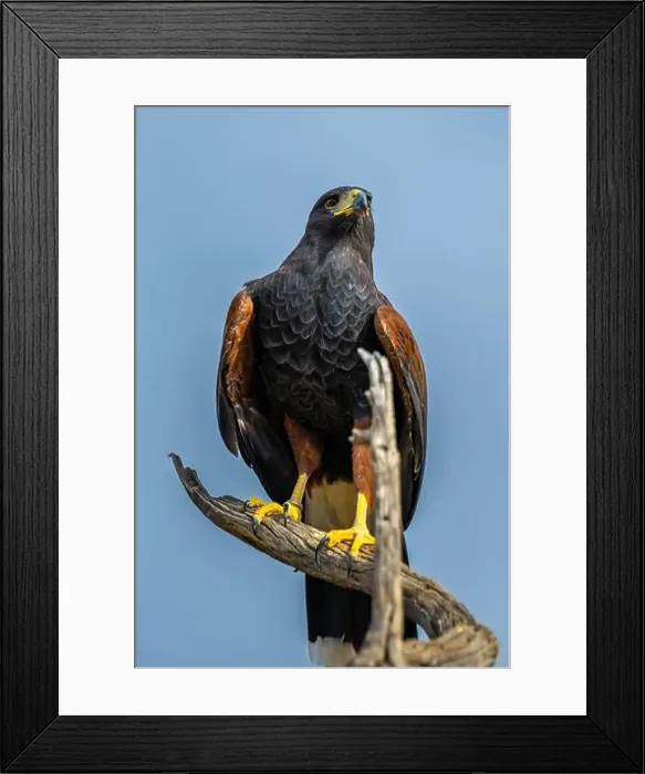 Framed Print : A dark brown Harris Hawk in Tucson, Arizona Framed Print : A dark brown Harris Hawk in Tucson, Arizona