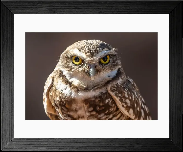 Framed Print : A Burrowing Owl in Tucson, Arizona Framed Print : A Burrowing Owl in Tucson, Arizona