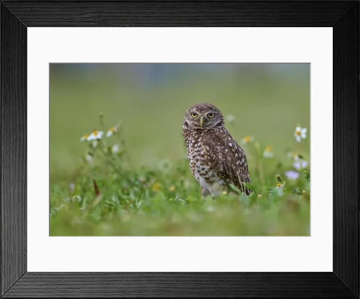 Framed Print : Burrowing owl (Speotyto cunicularia) Framed Print : Burrowing owl (Speotyto cunicularia)