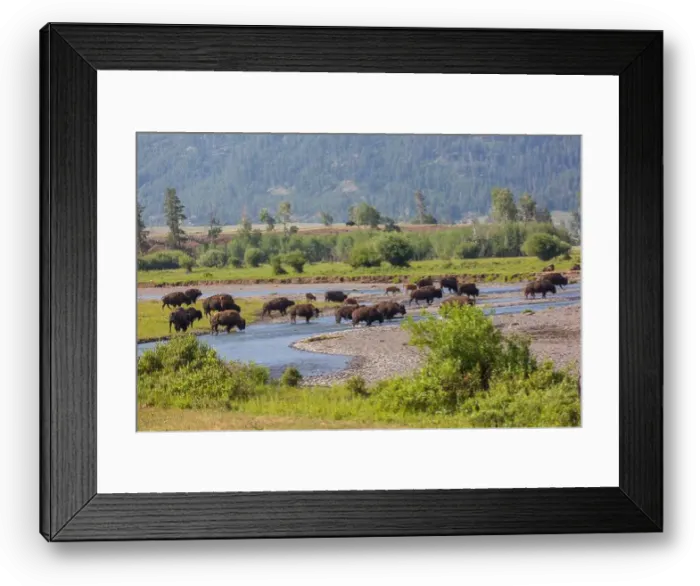 Framed Print : Buffalo Framed Print : Buffalo