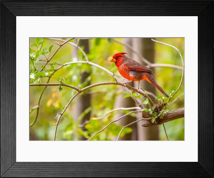 Framed Print : A Northern Cardinal in Tucson, Arizona Framed Print : A Northern Cardinal in Tucson, Arizona