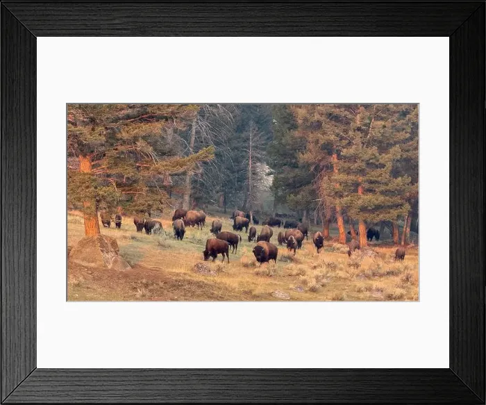 Framed Print : A herd of bison emerging from the forest in Yellowstone National Park Framed Print : A herd of bison emerging from the forest in Yellowstone National Park