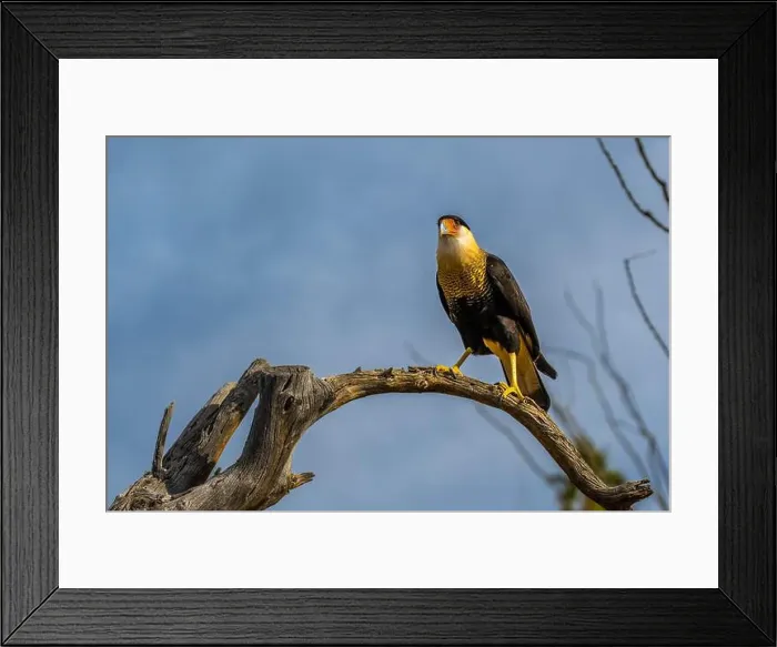 Framed Print : A Northern Crested Caracara in Tucson, Arizona Framed Print : A Northern Crested Caracara in Tucson, Arizona