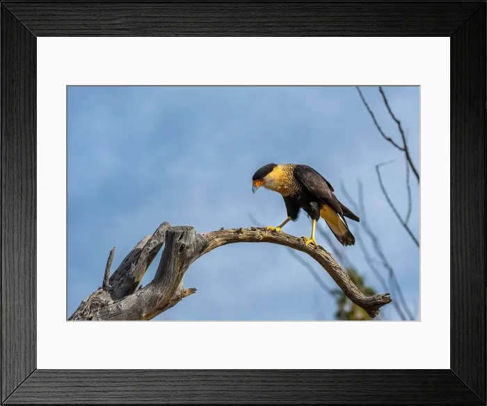 Framed Print : A Northern Crested Caracara in Tucson, Arizona Framed Print : A Northern Crested Caracara in Tucson, Arizona