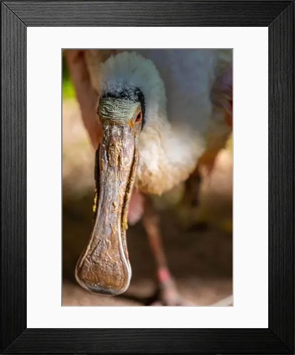 Framed Print : A pink Roseate Spoonbill in Tucson, Arizona Framed Print : A pink Roseate Spoonbill in Tucson, Arizona