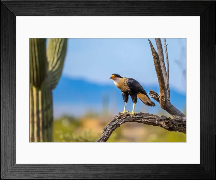 Framed Print : A Northern Crested Caracara in Tucson, Arizona Framed Print : A Northern Crested Caracara in Tucson, Arizona