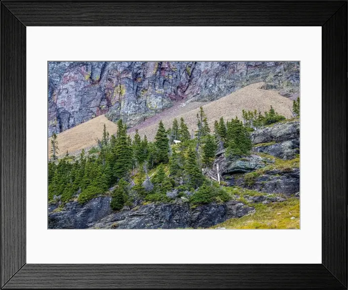 Framed Print : A Mountain Goat in Glacier National Park Framed Print : A Mountain Goat in Glacier National Park
