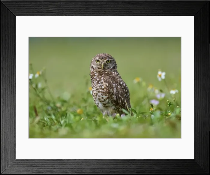 Framed Print : Burrowing owl (Speotyto cunicularia) Framed Print : Burrowing owl (Speotyto cunicularia)