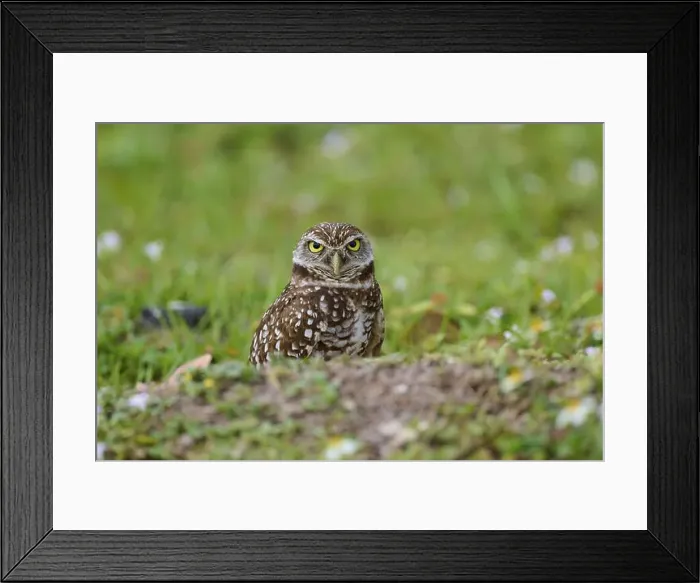 Framed Print : Burrowing owl (Speotyto cunicularia), sitting in a meadow, Pembroke Pines, Florida, USA, North America Framed Print : Burrowing owl (Speotyto cunicularia), sitting in a meadow, Pembroke Pines, Florida, USA, North America
