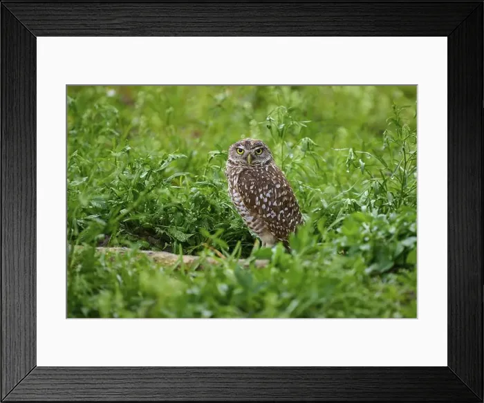 Framed Print : Burrowing owl (Speotyto cunicularia), sitting in a meadow, Pembroke Pines, Florida, USA, North America